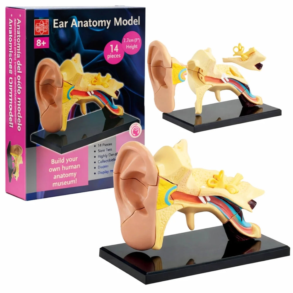 3D Human Ear Anatomy Model 14 Pieces