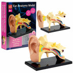 3D Human Ear Anatomy Model 14 Pieces